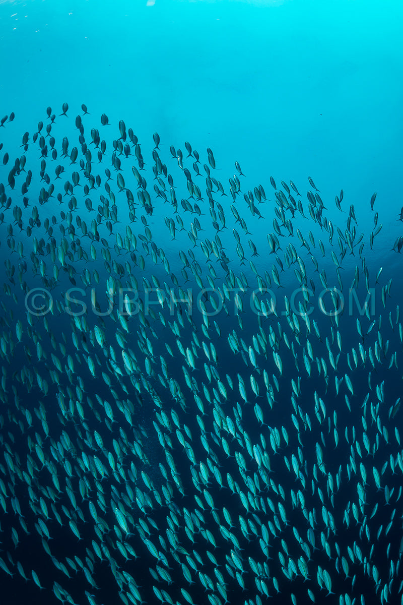 school of narrowstripe fusilier fish