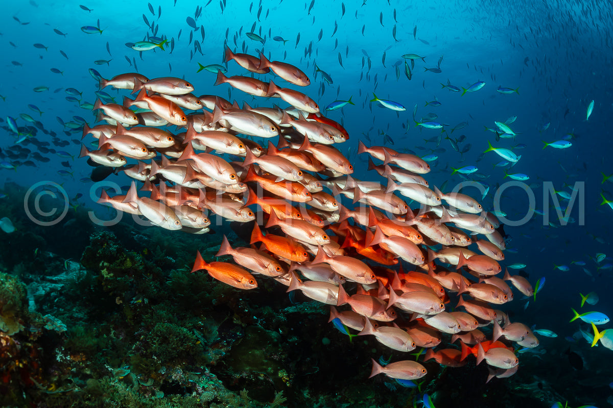 school of slender pinjalo fish