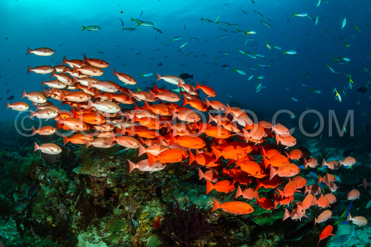 school of slender pinjalo fish