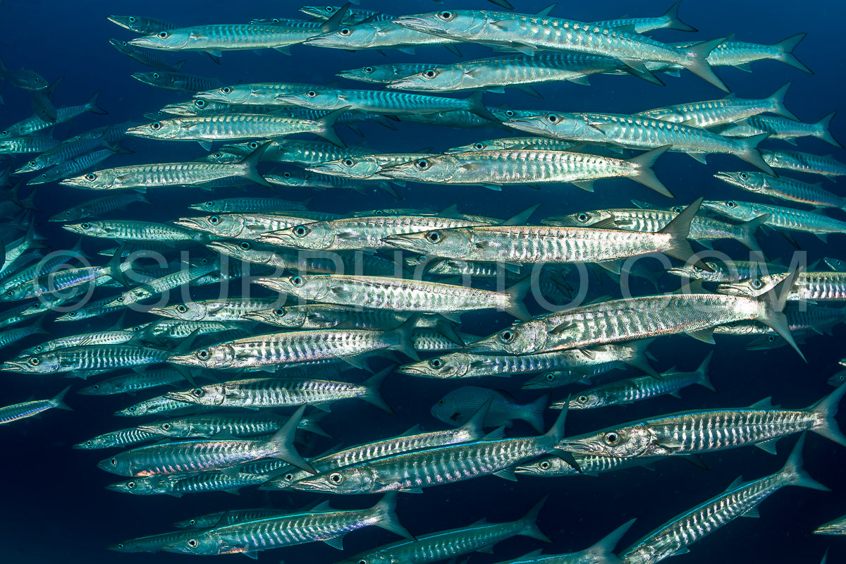 school of blackfin barracudas in the Rajat Ampat- Indonesia