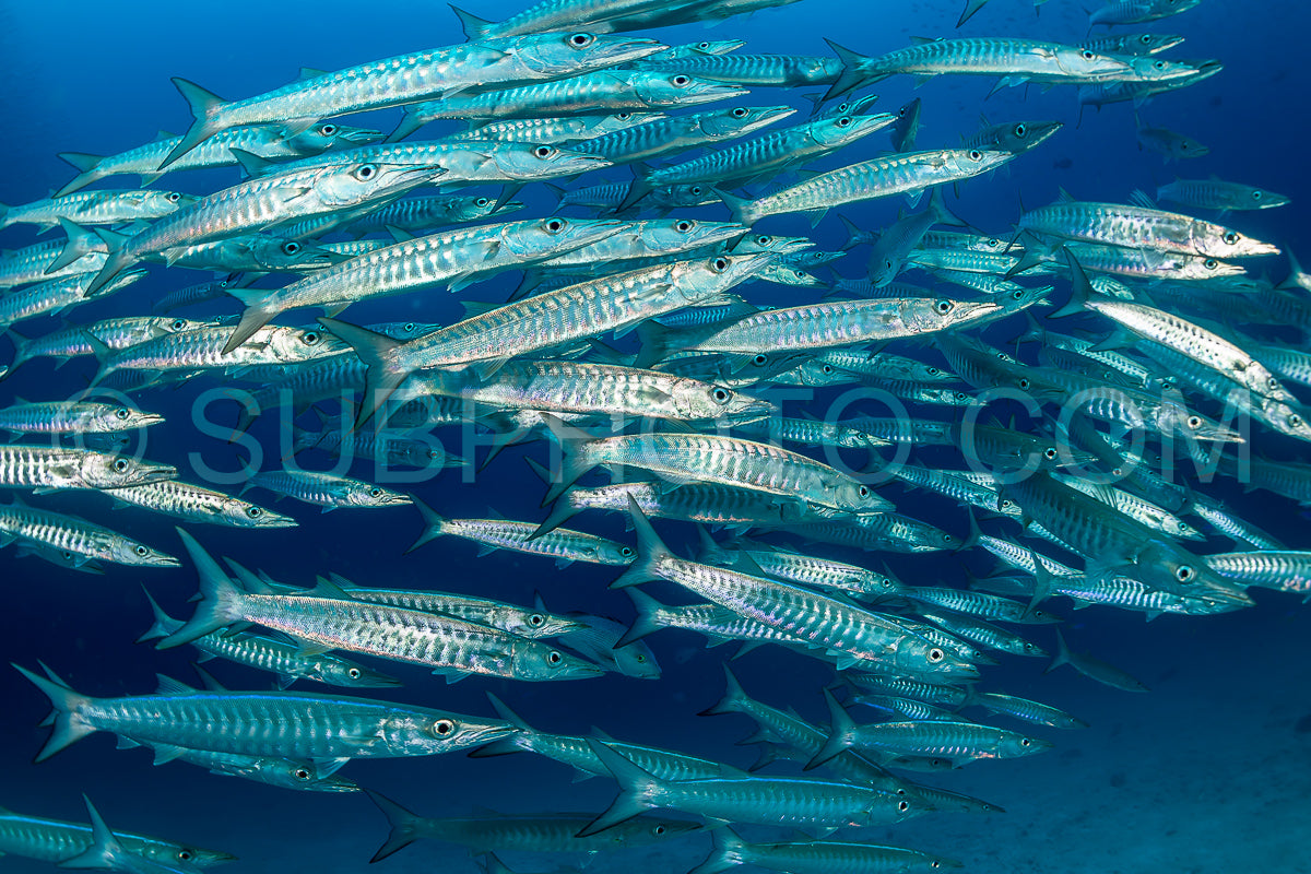 Photo de école de barracudas à nageoires noires dans les Rajat Ampat - Indonésie