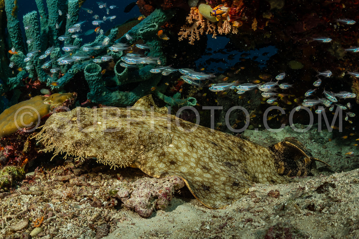 Photo de requin wobbegong à pompon