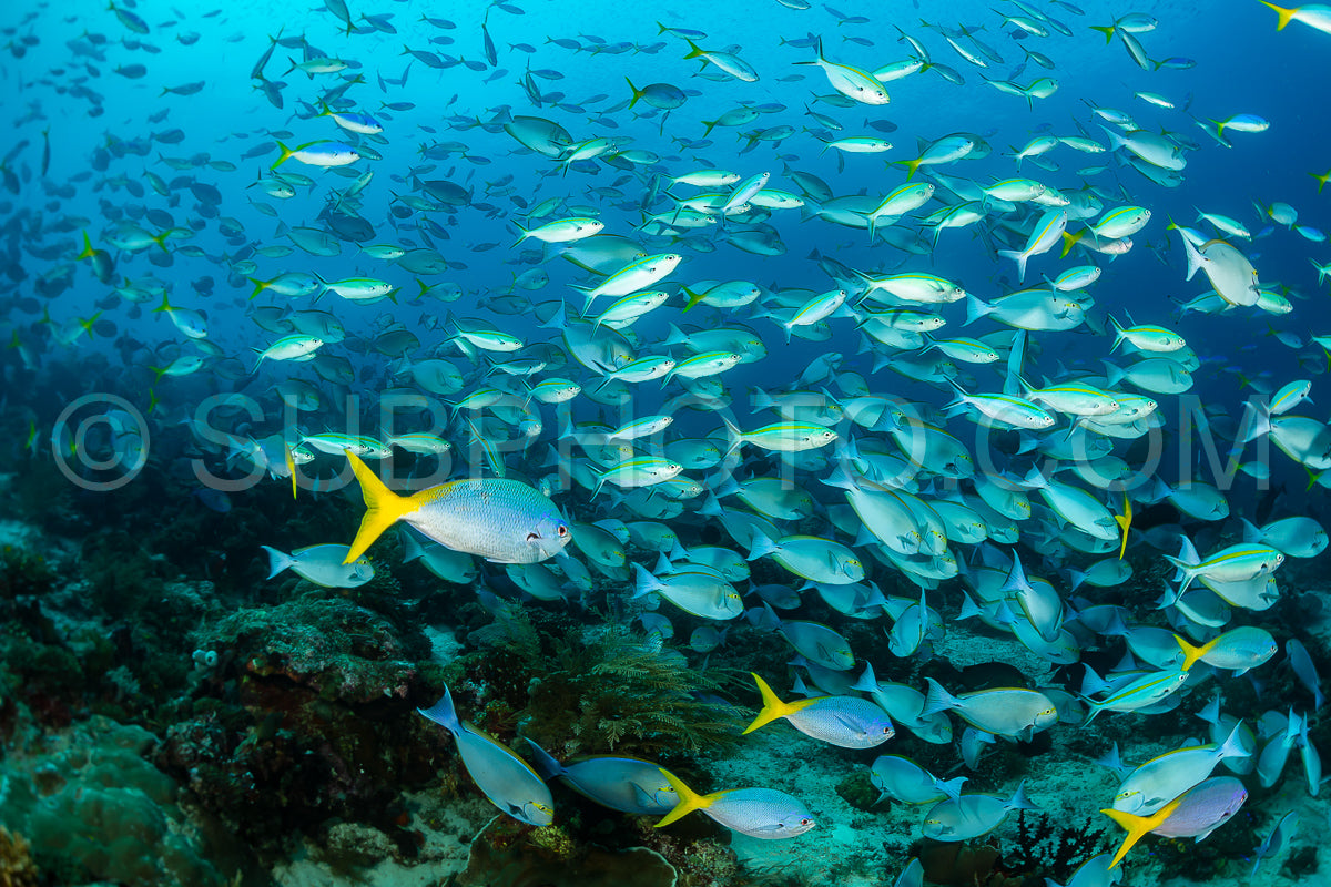 shools of various fishes including narrowstripe fisiliers and surgeon fishes