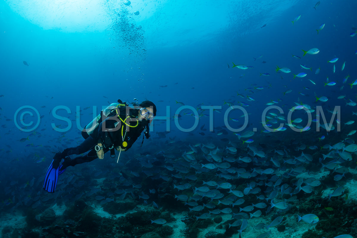 woman diving with a school of surgeon fish and fusilier