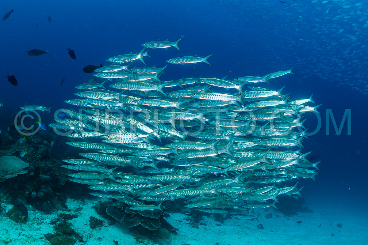 Photo de école de barracudas à nageoires noires dans les Rajat Ampat - Indonésie
