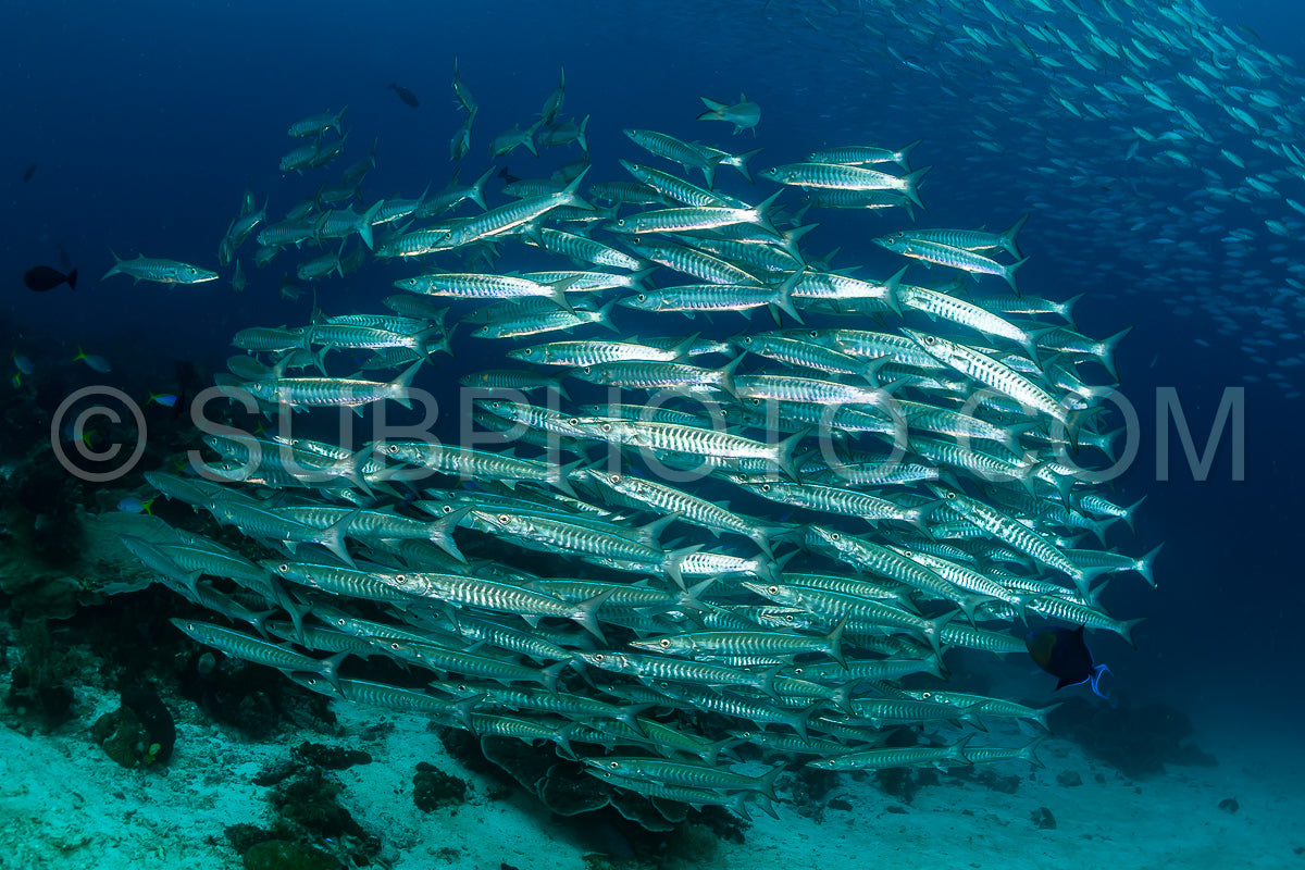 school of blackfin barracudas in the Rajat Ampat- Indonesia