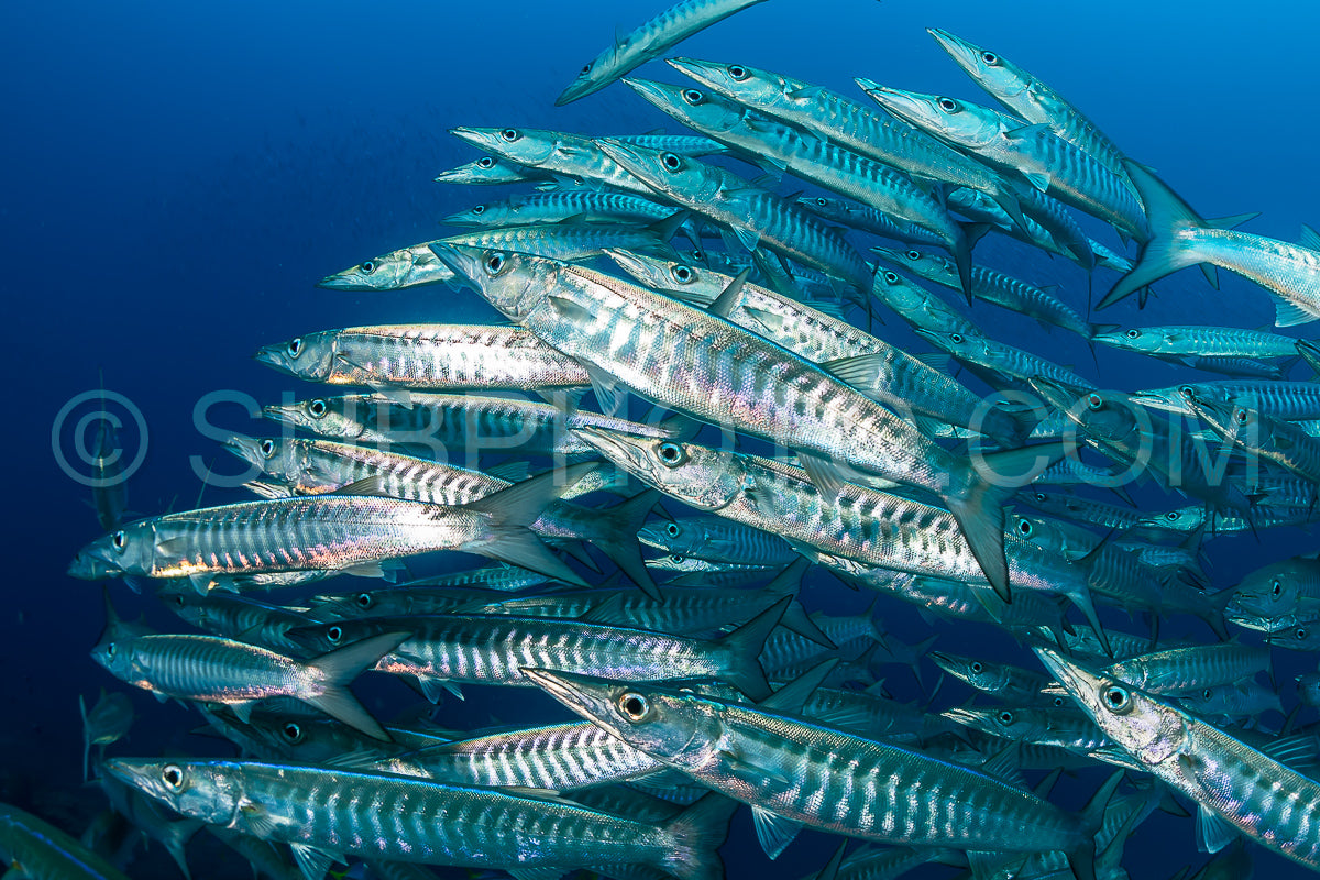 school of blackfin barracudas in the Rajat Ampat- Indonesia