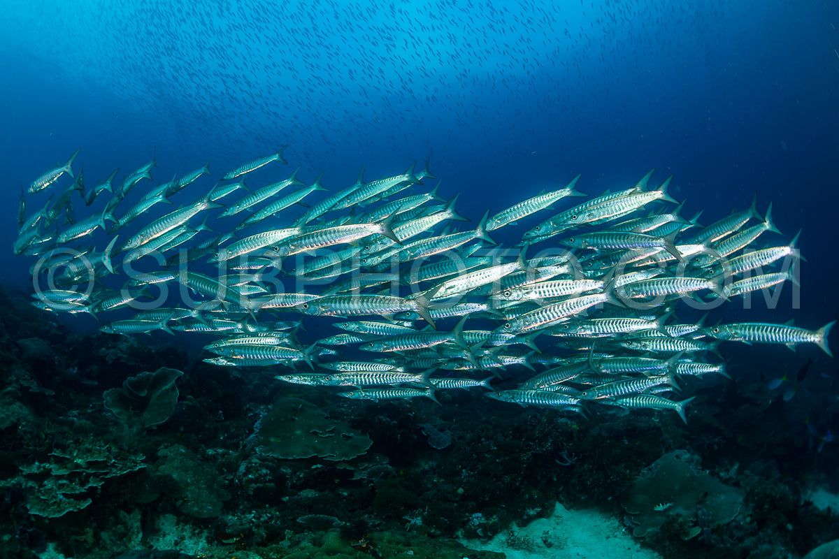 Photo de école de barracudas à nageoires noires dans les Rajat Ampat - Indonésie