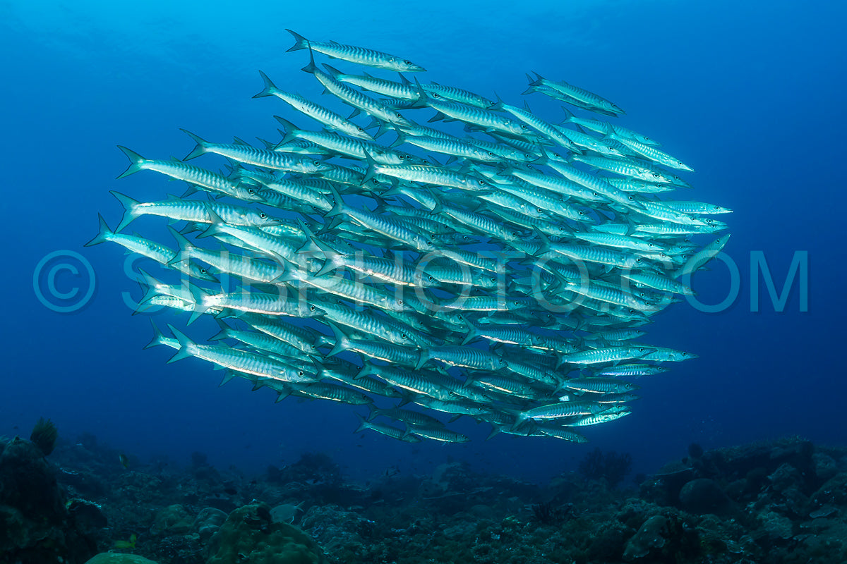 school of blackfin barracudas in the Rajat Ampat- Indonesia