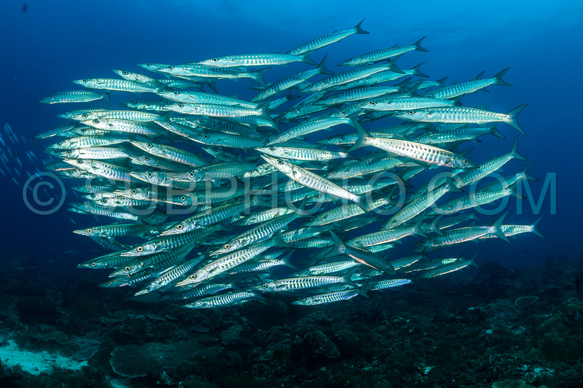 Photo de école de barracudas à nageoires noires dans les Rajat Ampat - Indonésie