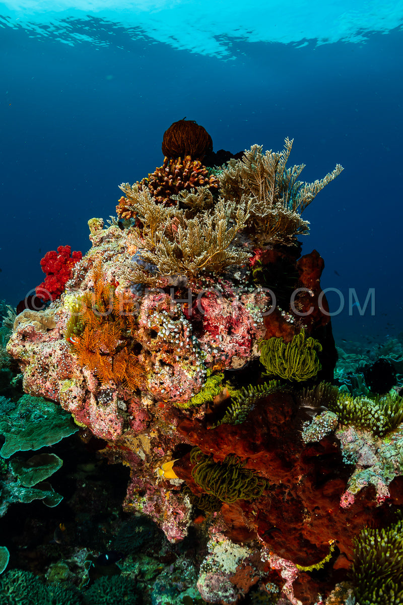 Photo de un moulinet en corail plein de vie et de couleurs