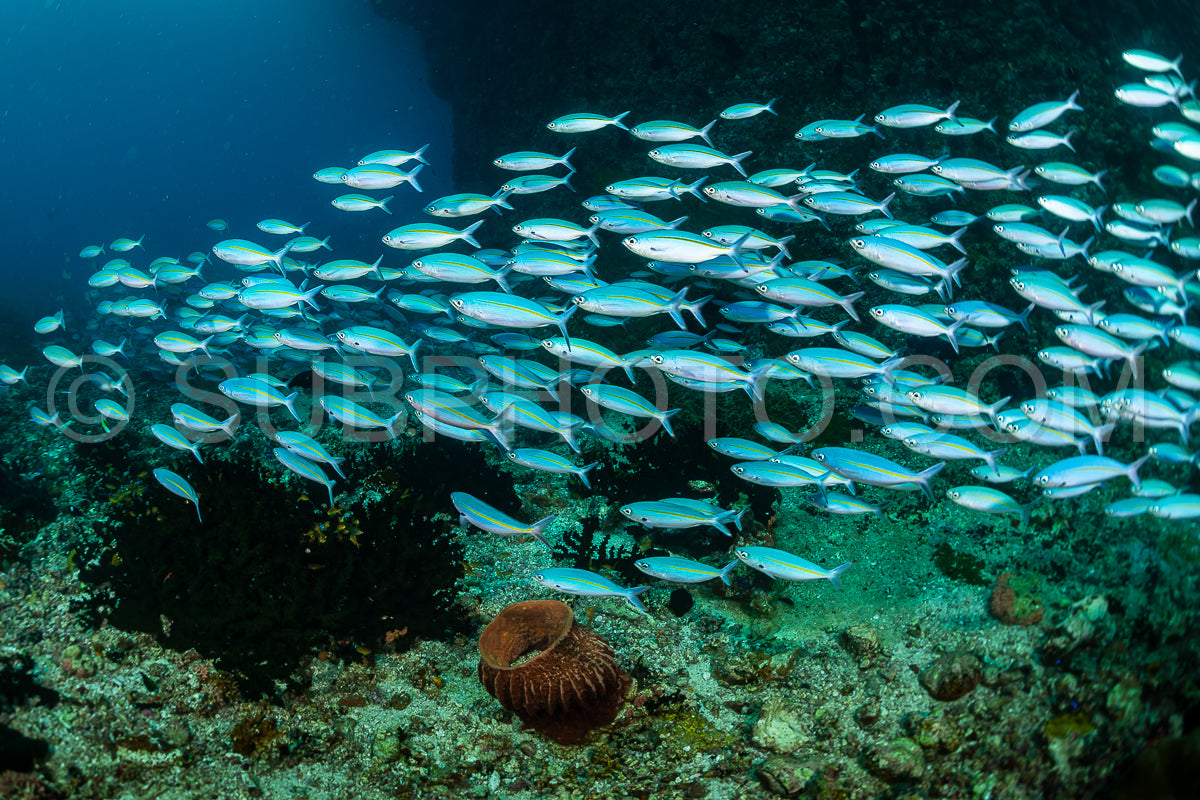 Photo de banc de fusiliers à bande étroite