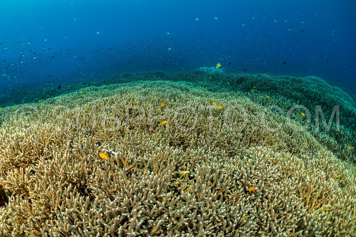 huge field of staghorn coral