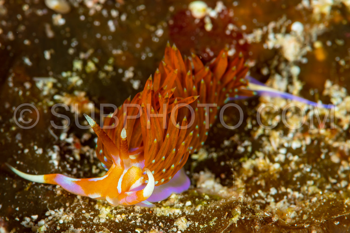 sea slug nudibramch cuthona type
