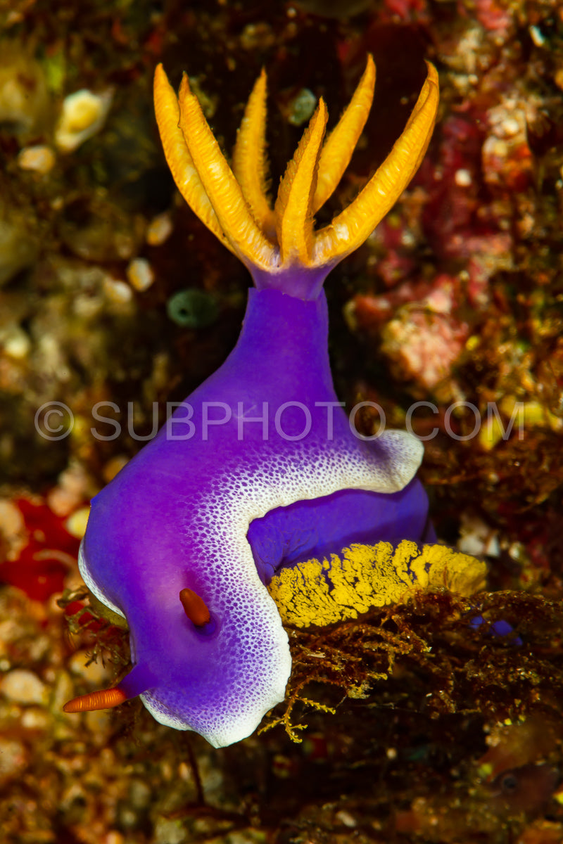 sea slug nudibranch hypseledoris apolegma