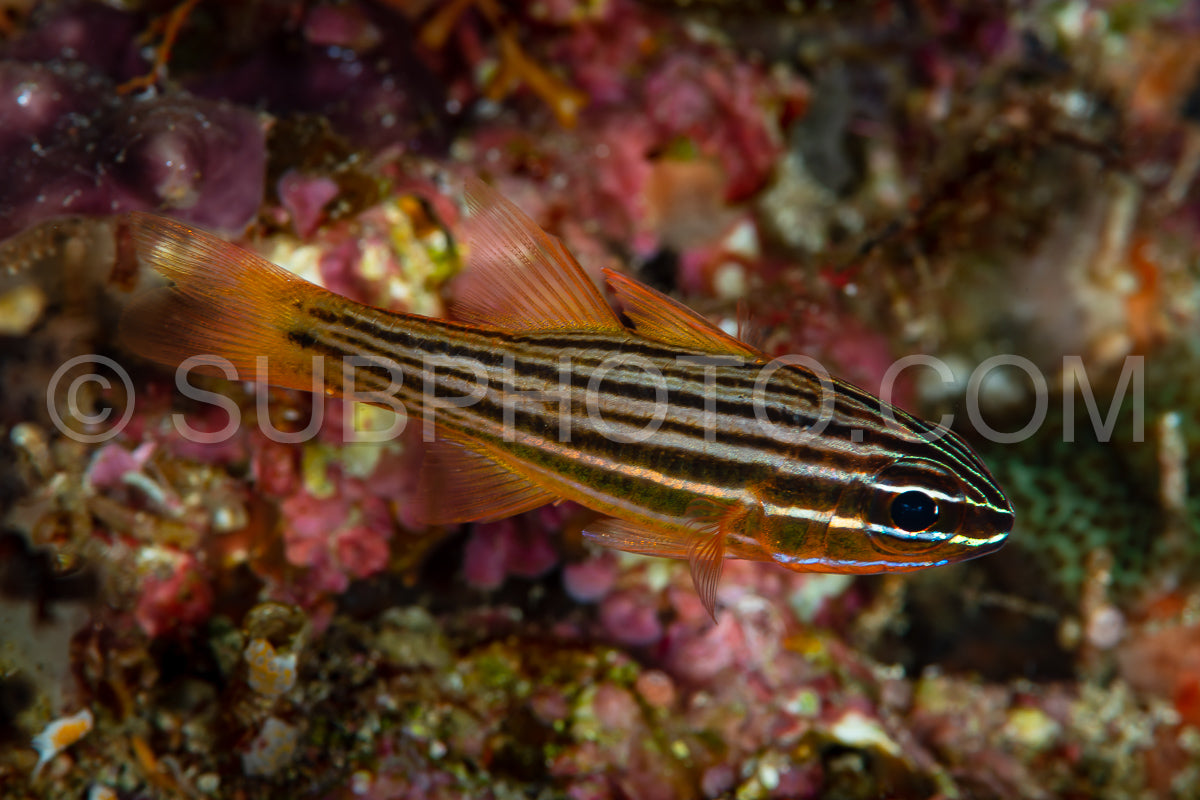 yellowlined cardinalfish fish
