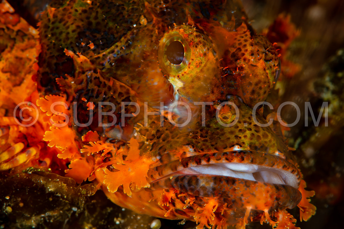 tasseled scorpionfish on coral