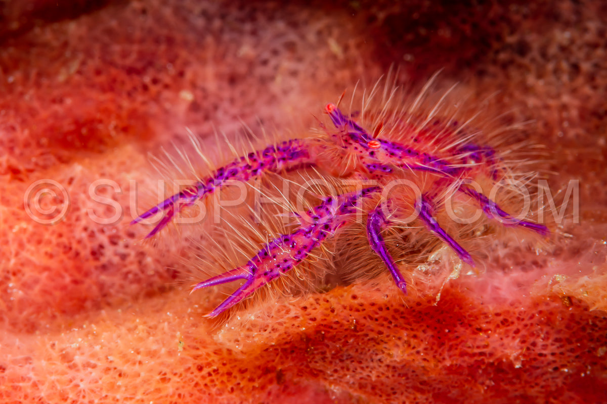 hairy squat lobster in a sponge