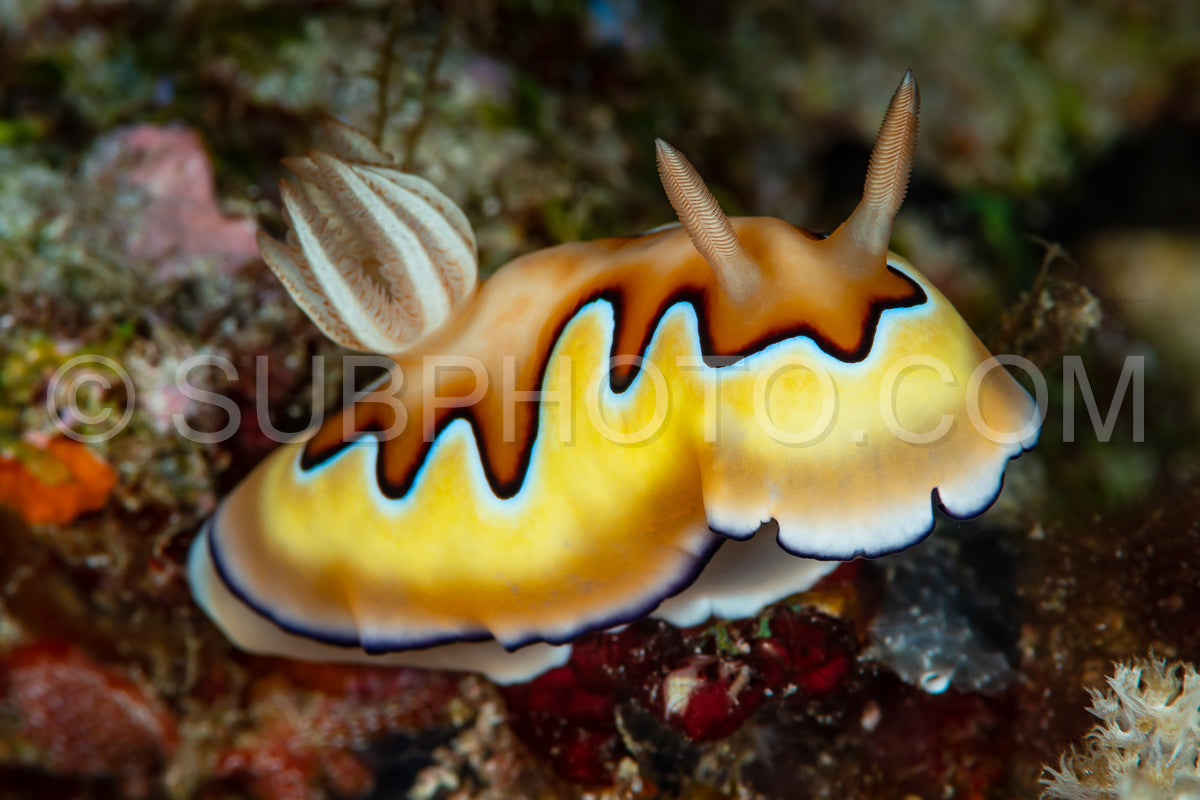 co's chromodoris sea slug nudibramch