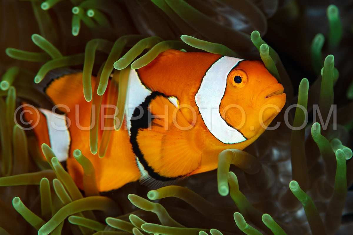 false clown anemonefish