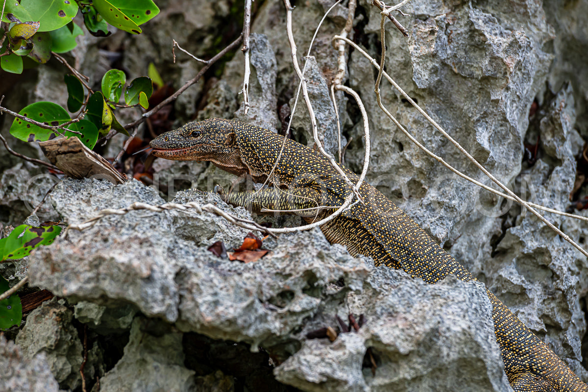 Monitor lizard- Waigeo- Kri- Mushroom Island- group of small islands in shallow blue lagoon water- Raja Ampat- West Papua- Indonesia
