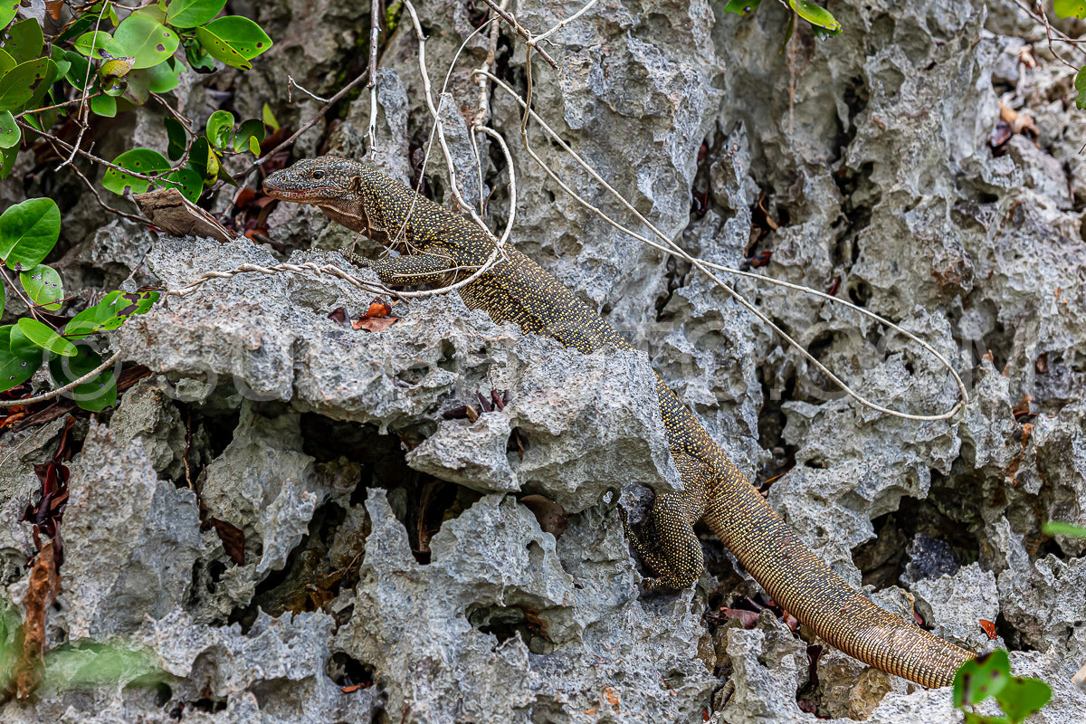 Monitor lizard- Waigeo- Kri- Mushroom Island- group of small islands in shallow blue lagoon water- Raja Ampat- West Papua- Indonesia