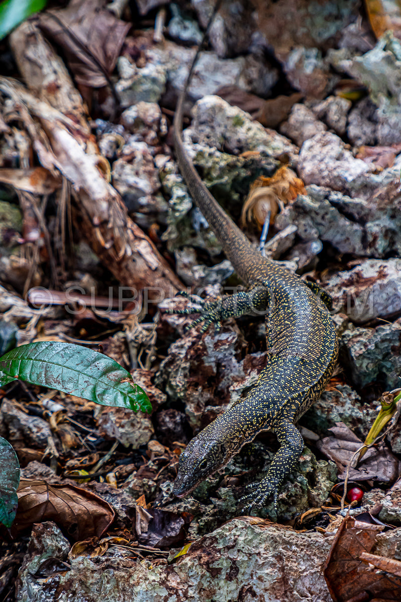 Photo de Lézard-moniteur