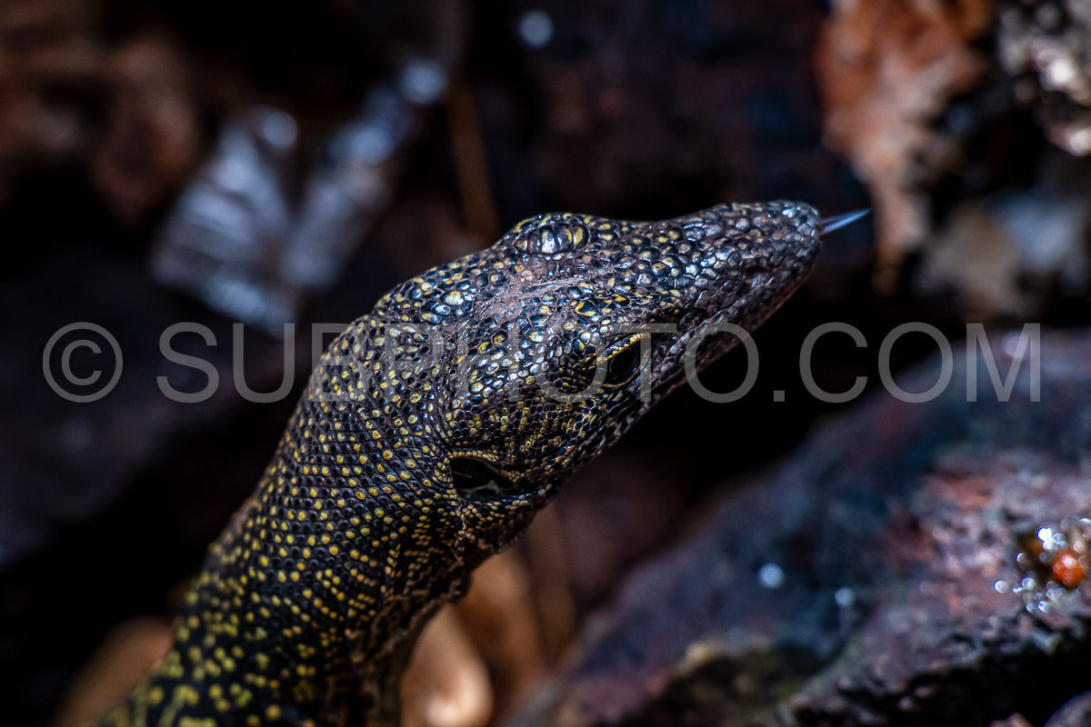 Monitor lizard- Waigeo- Kri- Mushroom Island- group of small islands in shallow blue lagoon water- Raja Ampat- West Papua- Indonesia