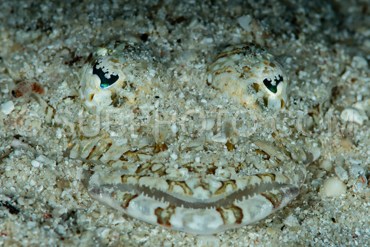 Photo de poisson à tête plate à long bec recouvert de sable