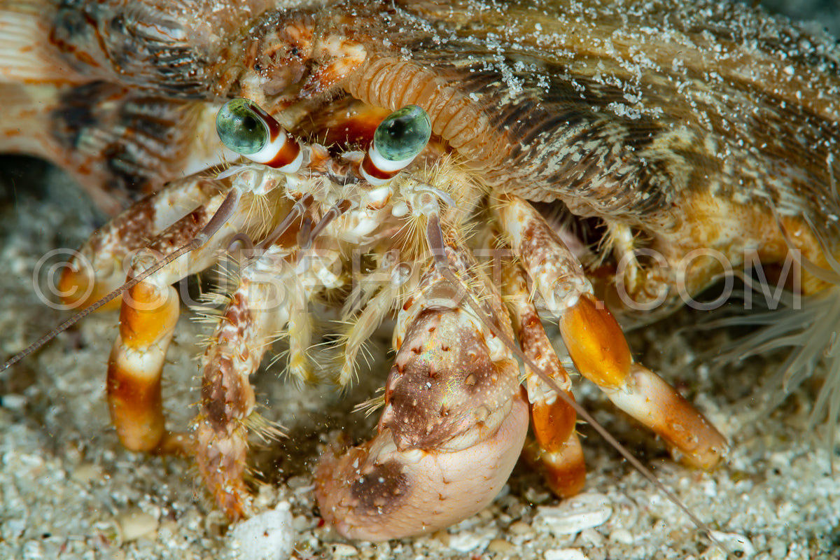 Anemone Hermit Crab