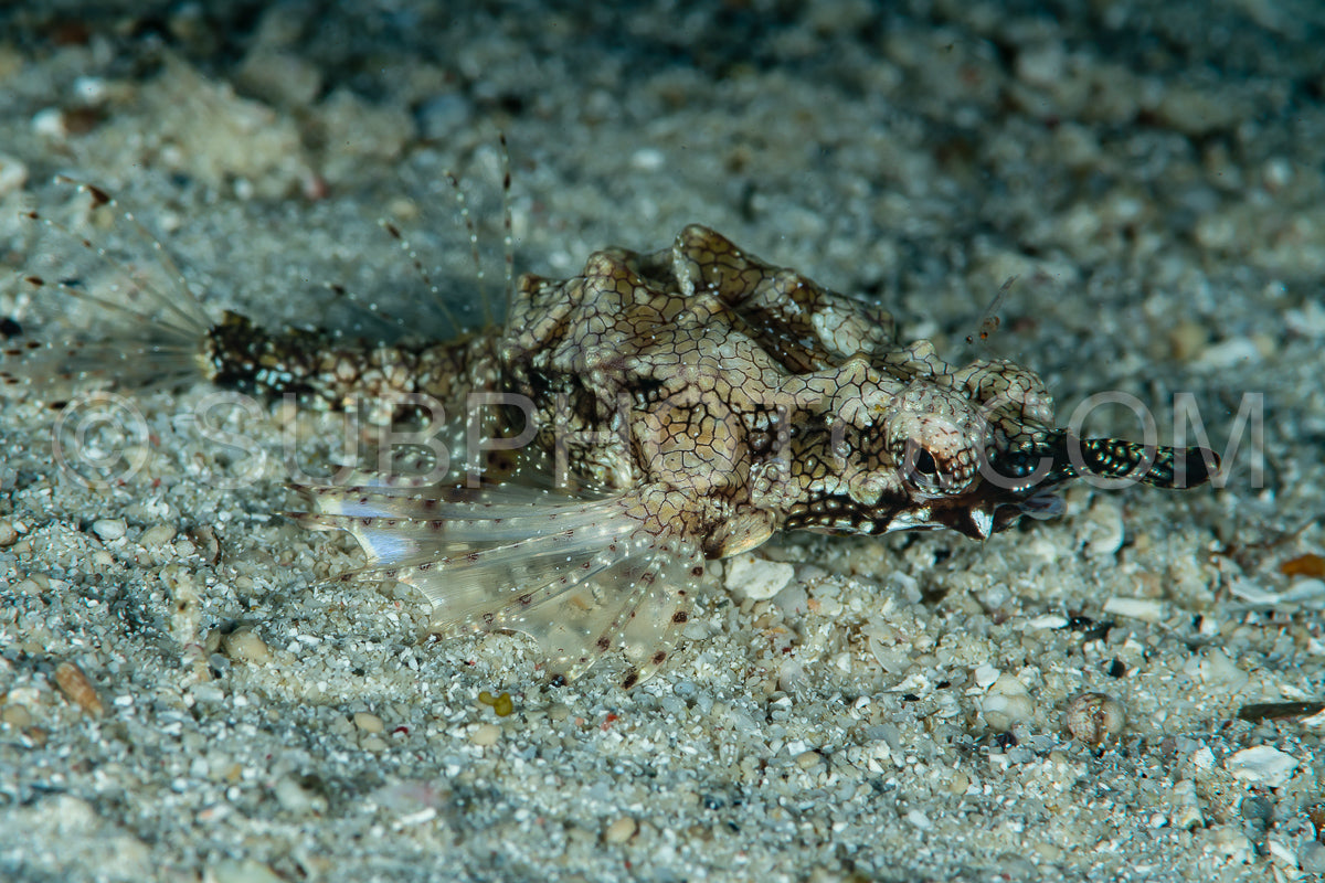 dragon sea moth