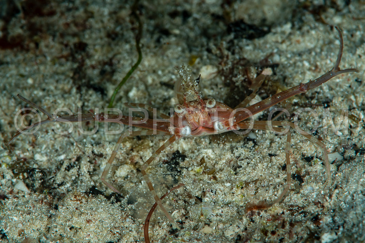 scissor swimming crab