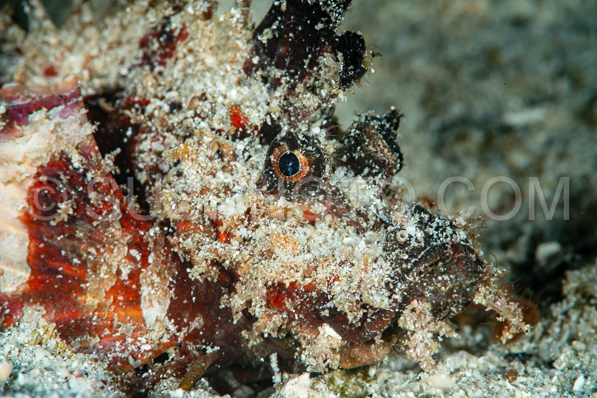 papuan scorpionfish fish on sand