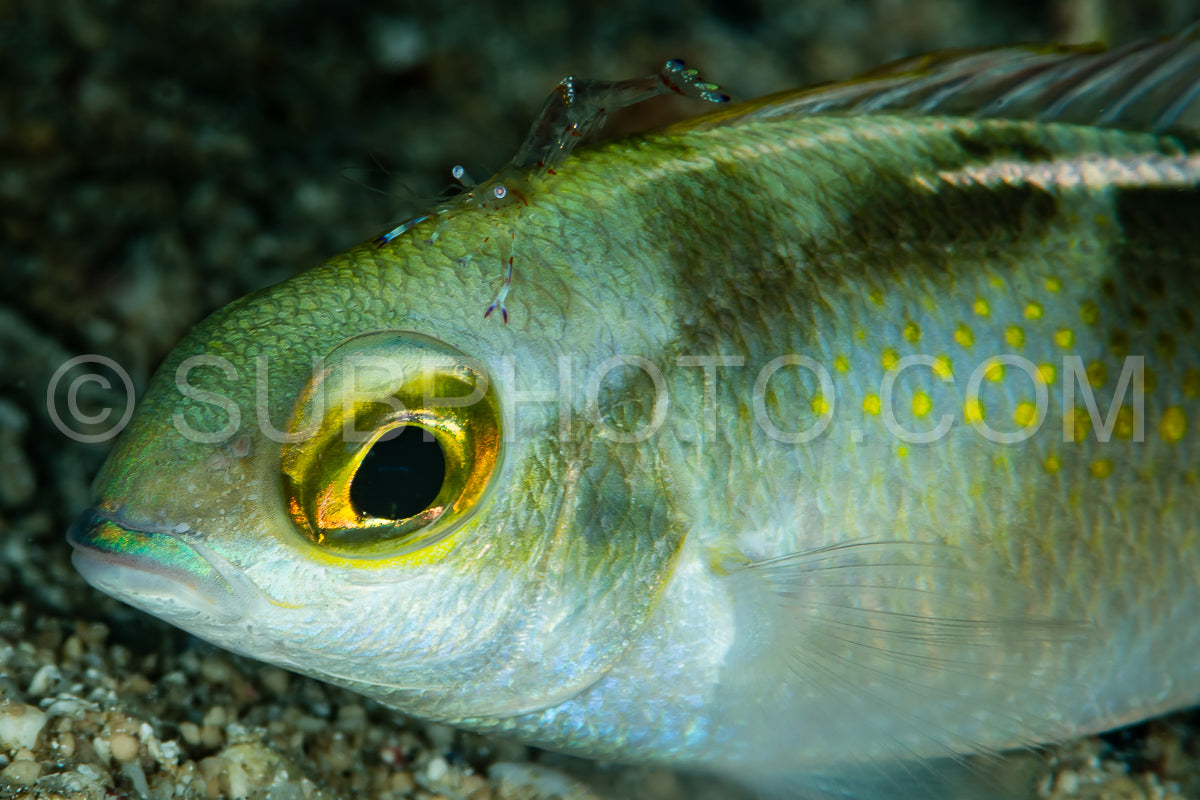 Photo de daurade royale avec crevettes