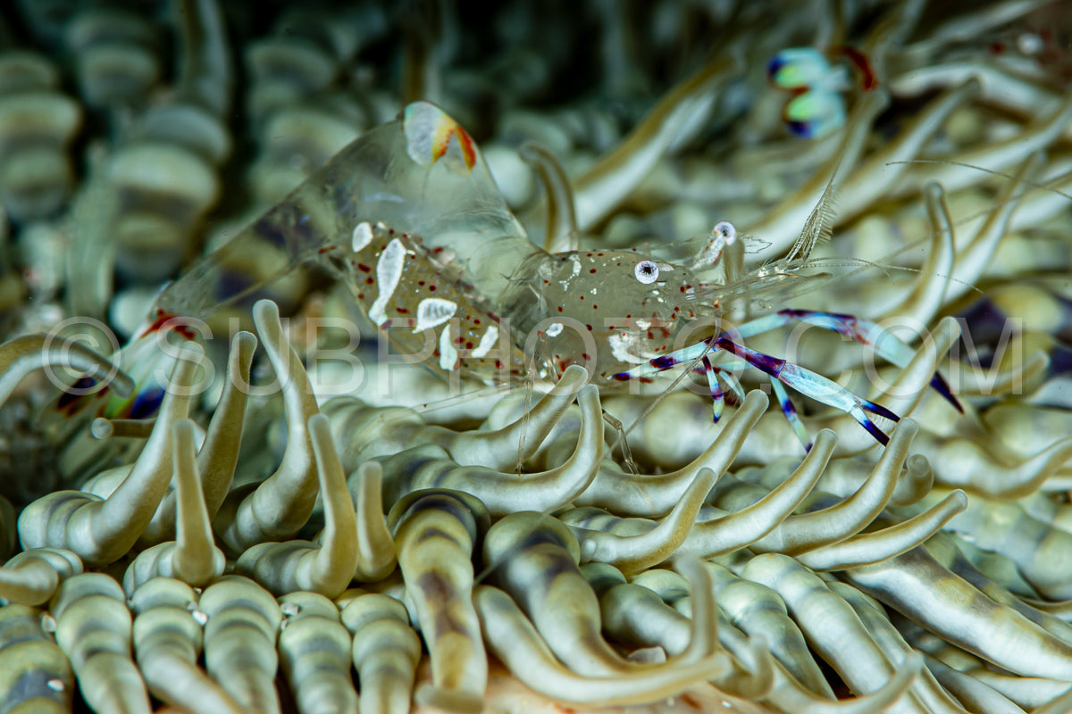 Photo de magnifique anémone crevette sur anémone