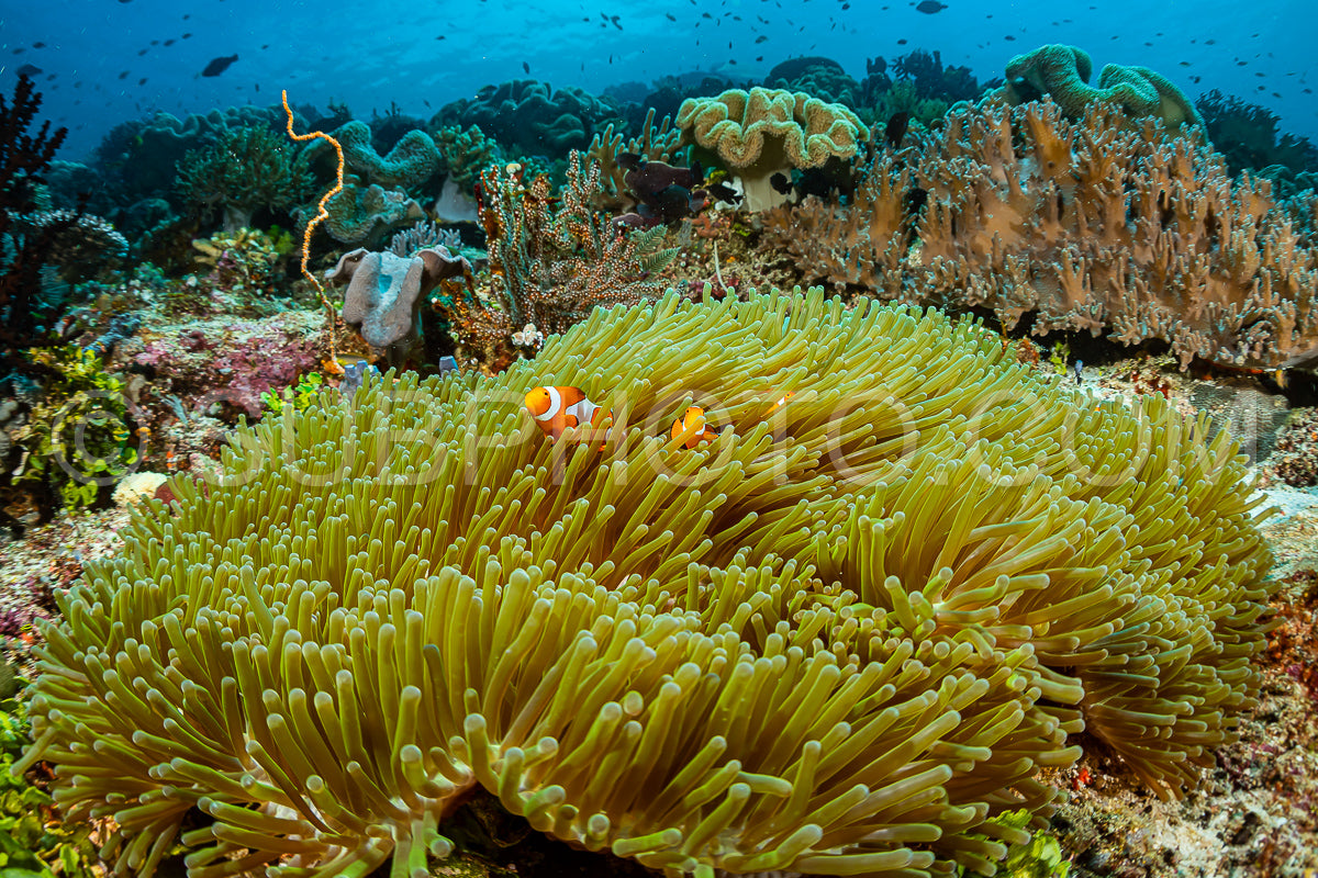 Photo de poisson-anémone faux clown sur le récif