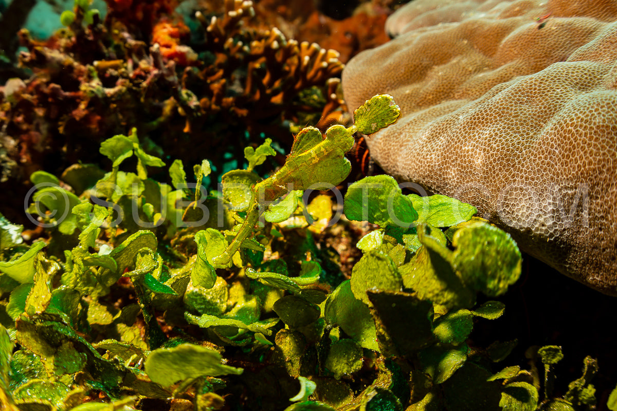 halimeda ghost pipefish fish reef