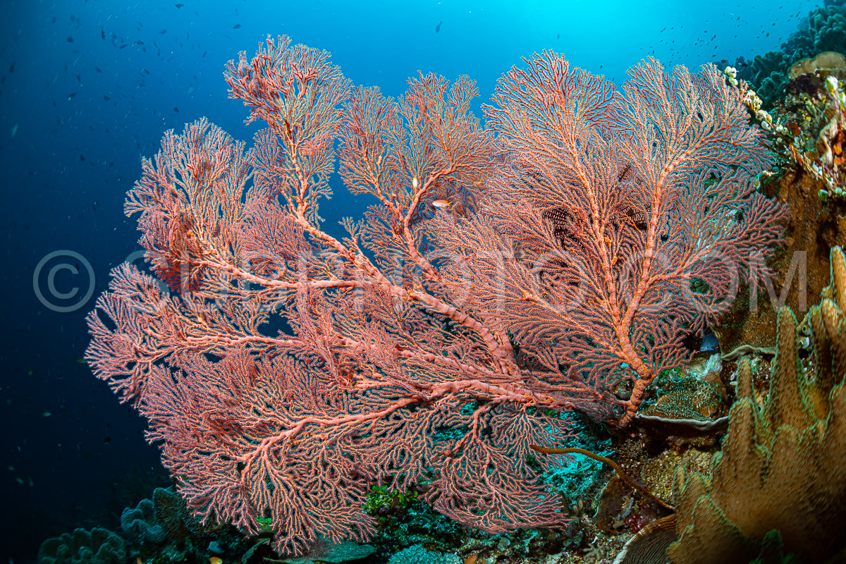 sea fan or gorgonian on the slope of a coral reef with visible water surface and fish
