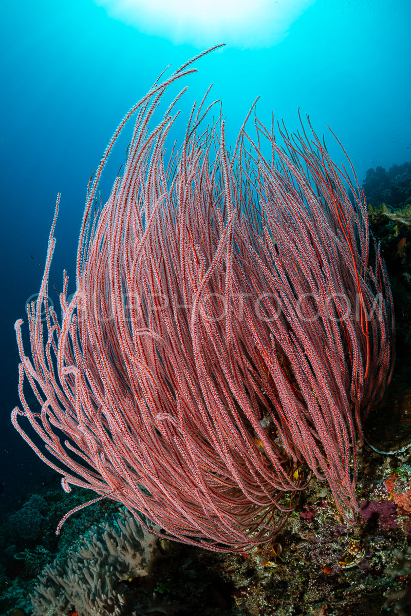 sea fan or gorgonian on the slope of a coral reef with visible water surface and fish