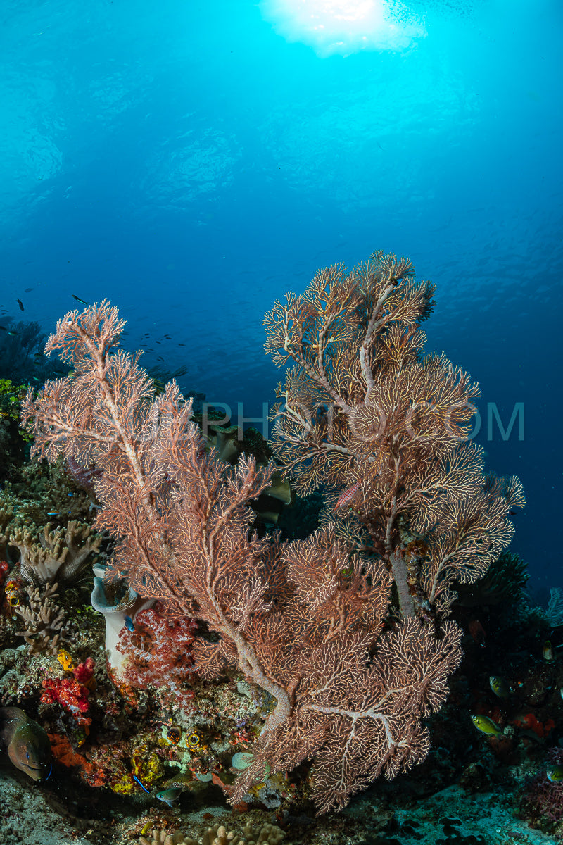 Photo de éventail de mer ou gorgone sur la pente d'un récif corallien avec une surface d'eau visible et des poissons
