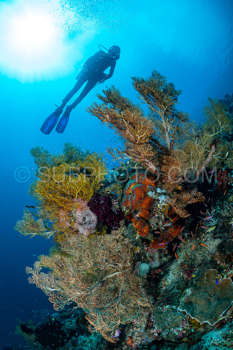 Photo de femme plongeant sur un récif tropical