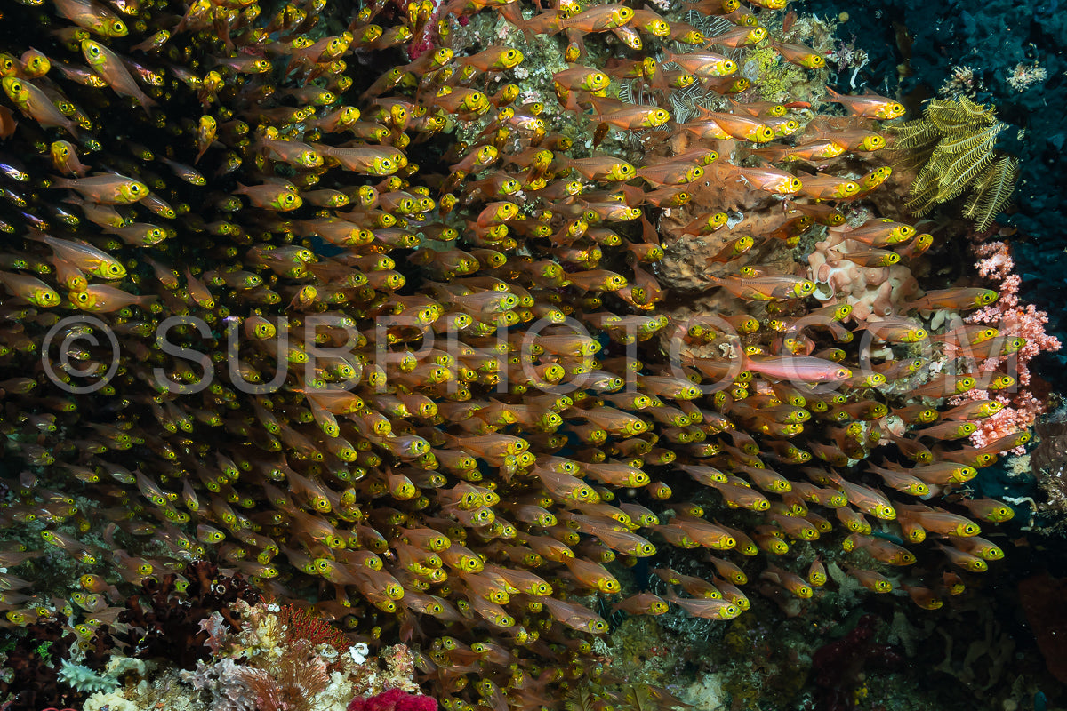 school of golden sweeper fish in cave