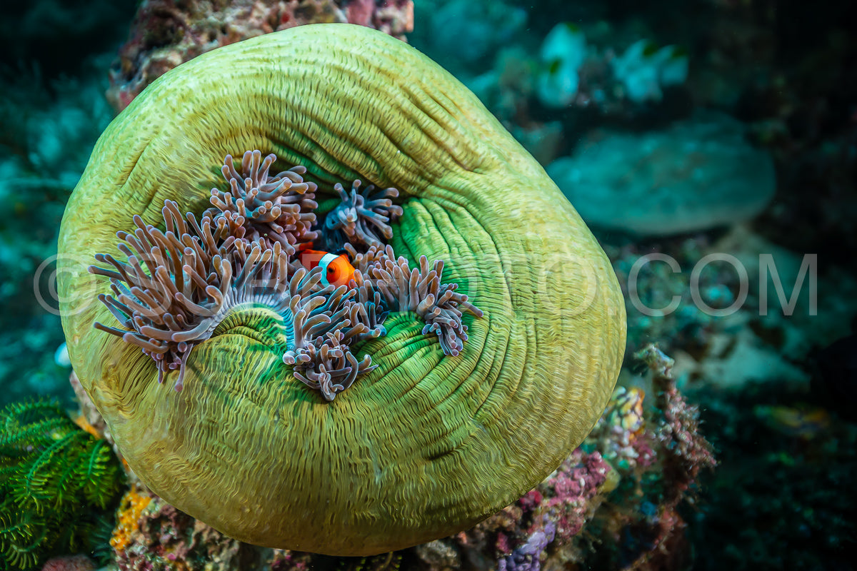 Photo de poisson-anémone faux clown sur le récif