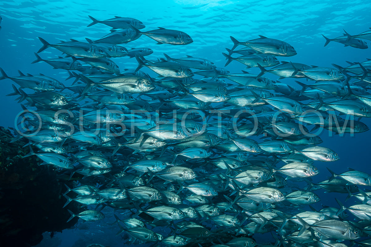 school of bigeye trevally fish