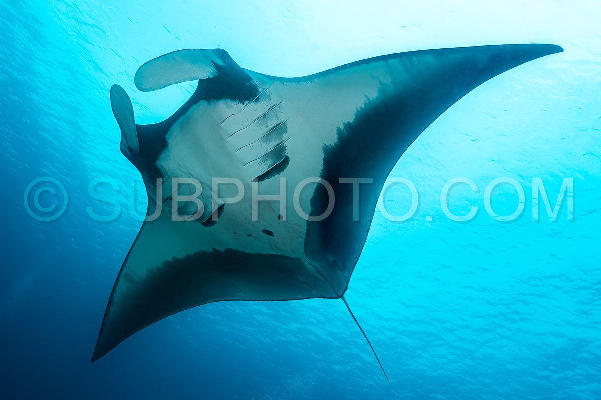 Photo de Raie manta océanique volant autour d'une station de nettoyage dans une eau bleue cristalline