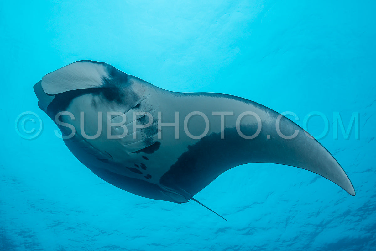 Oceanic manta ray flying around a cleaning station in cristal blue water