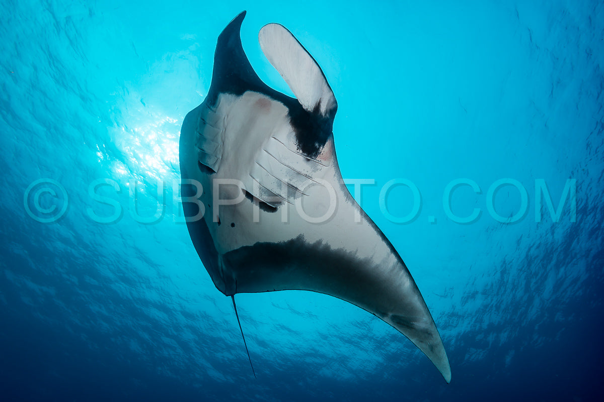 Photo de Raie manta océanique volant autour d'une station de nettoyage dans une eau bleue cristalline