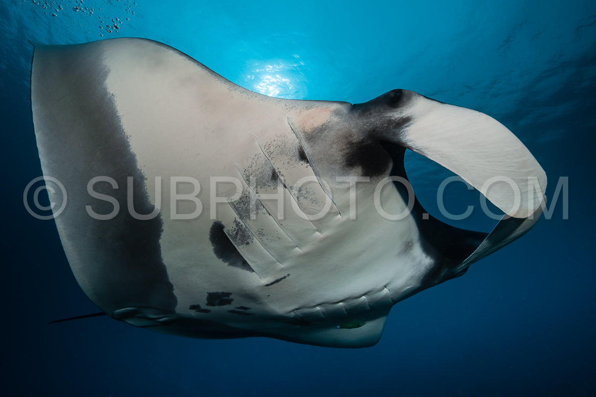 Oceanic manta ray flying around a cleaning station in cristal blue water
