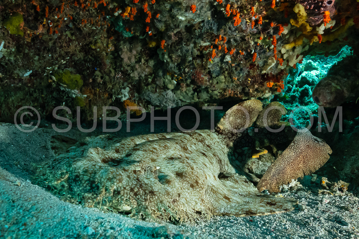 Photo de requin wobbegong à pompon