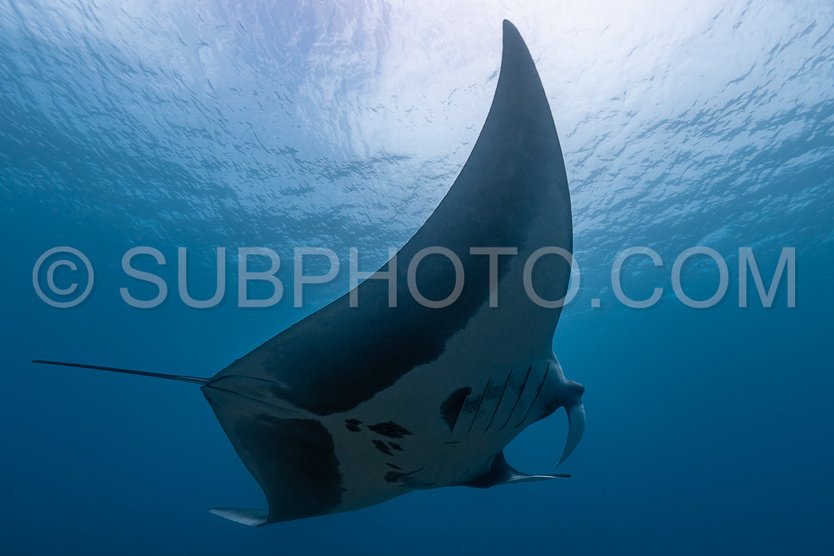 Oceanic manta ray flying around a cleaning station in cristal blue water